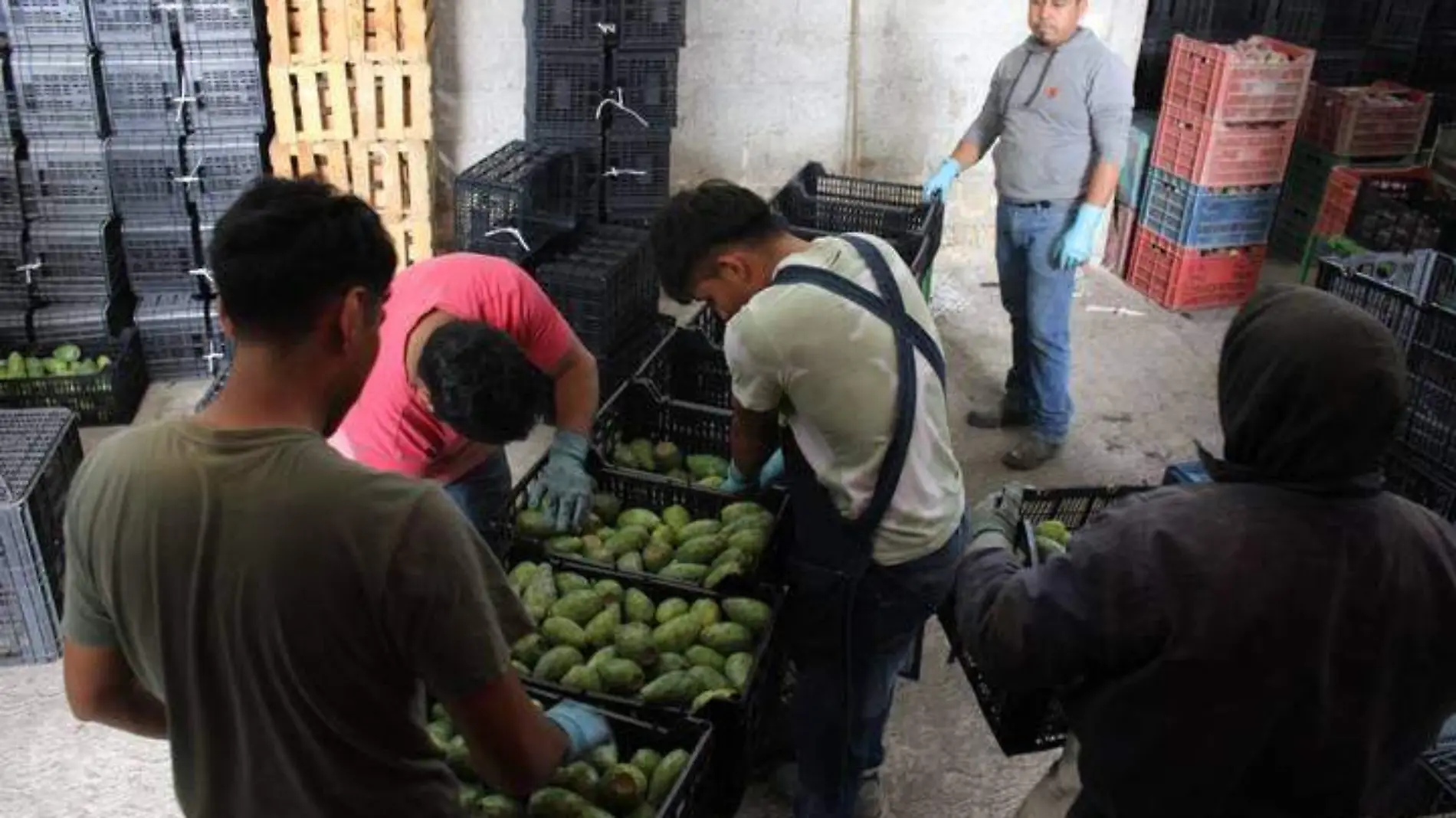 exportan tuna y nopal de Acatzingo a Estados Unidos